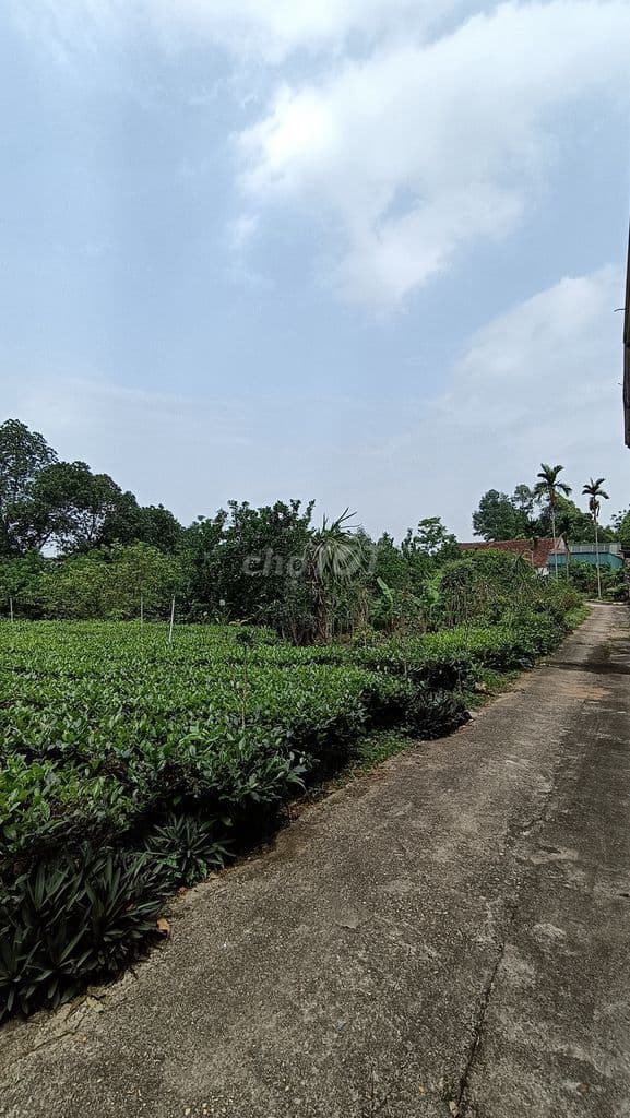 Đất mặt đường liên xã 950m2, MT13m, lô góc, chính chủ