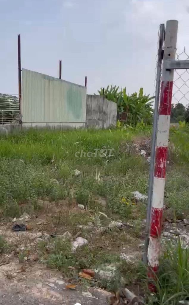 BÁN ĐẤT VƯỜN ĐƯỜNG BÙI VĂN SỰ QUI ĐỨC BÌNH CHÁNH - Ảnh 3