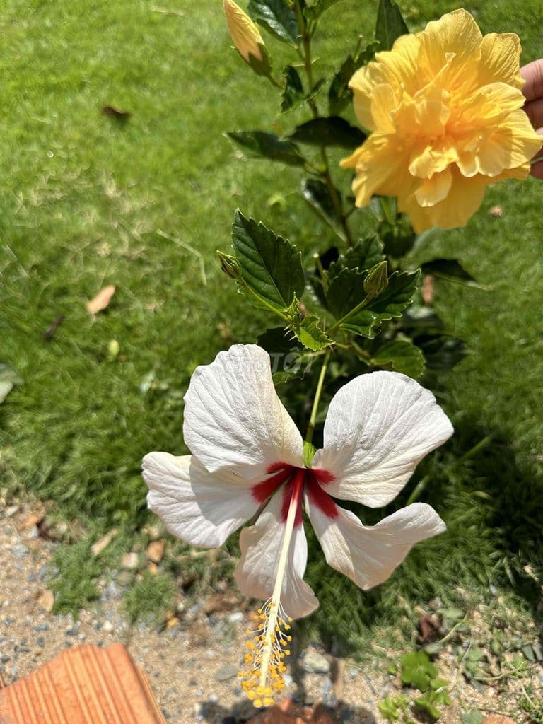 Khu Ngô Đức Kế-PVTri Bình Thạnh 20m2 hẻm thông, gần mặt tiền 2 tầng - Ảnh 3