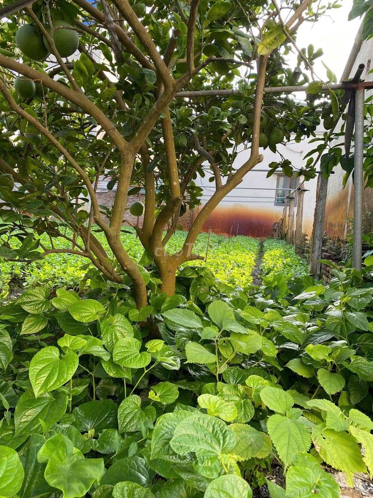chính chủ cần bán đất gần vinhomes svđ Trống Đồng - Ảnh 3