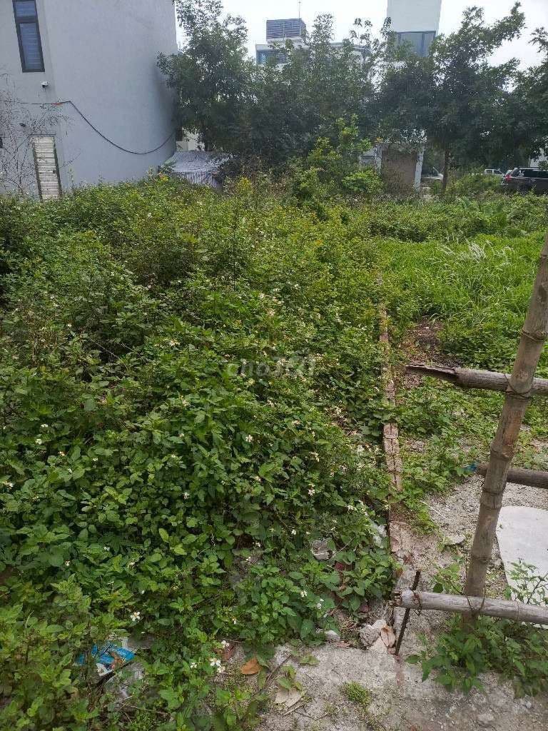 Em Sáng bán mảnh đất Thúy Lĩnh Lĩnh Nam hơn 30m,chỉ 3,6 tỷ ,sổ đỏ - Ảnh 3