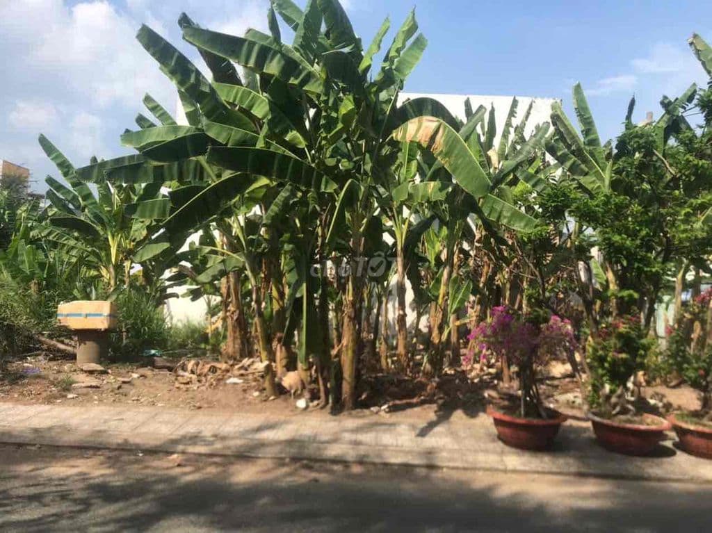 CHÍNH CHỦ KẸT TIỀN BÁN GẤP LÔ ĐẤT FULL THỔ 2 MẶT TIỀN 500m2. NHỈNH 21T - Ảnh 3