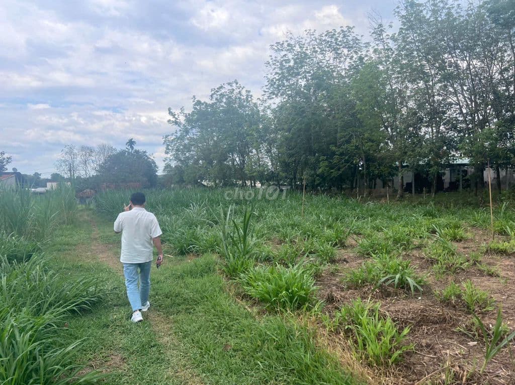 💎 SIÊU PHẨM CỦ CHI: 3812m2 NGUYỄN THỊ DÒN - 823m2 THỔ CƯ - CHO VAY 13T - Ảnh 3