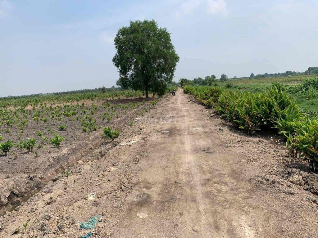 Bán rẻ đất 1178m2 giá 2.1ti xã Bình Lợi