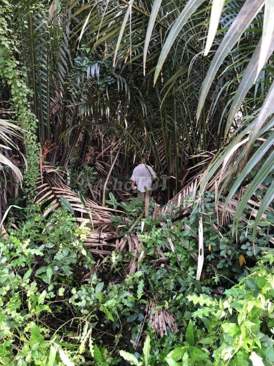 Bán đất vườn tờ bản đồ số 3, đường Thành Long, Xã Phong Phú