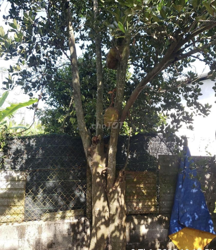 Nhà bán đường nhựa thông Bùi Thị Điệt huyện củ chi 5 x 30m/ sổ riêng - Ảnh 2