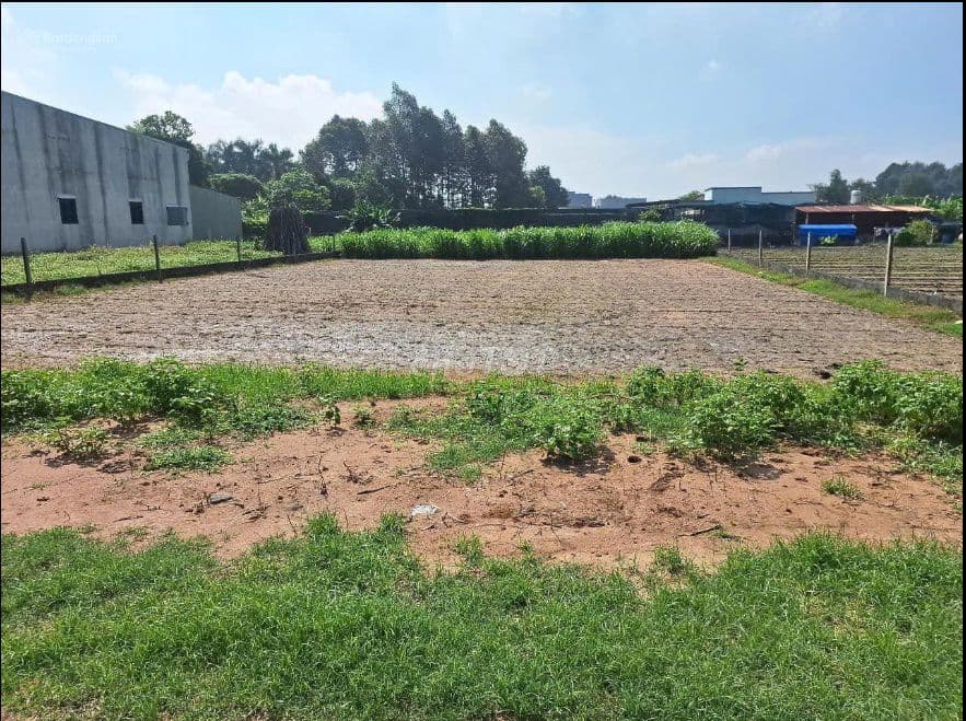 CẮT LỖ SÂU ĐẤT TÂN THÔNG HỘI CỦ CHI GIÁ CHỈ 1 TỶ KHÔNG MUA TIẾC !!!