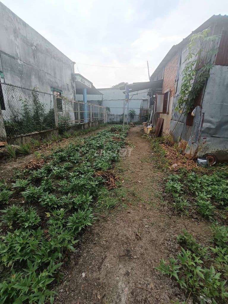 Cần Bán Gấp Đất Vườn. - Ảnh 3