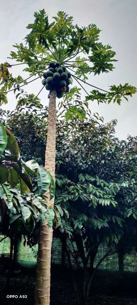 Nhà vườn Hưng Long BC,T phcm, có sẵn nhà, vườn cây ăn trái, nghĩ dưỡng - Ảnh 3