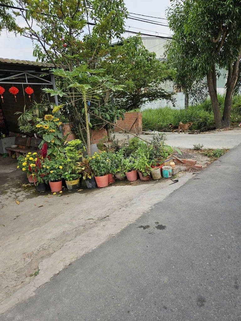 🔥 ĐẤT MẶT TIỀN ĐƯỜNG THANH NIÊN – TÂN VĨNH LỘC, TP.HCM - Ảnh 2