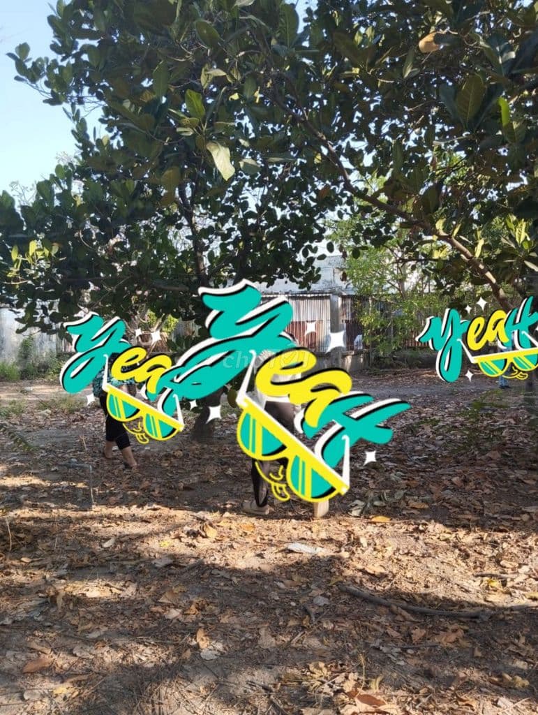 BÁN ĐẤT ĐƯỜNG NHỰA DIỆN TÍCH KHỦNG 1/ TÔ KÝ , XÃ TÂN XUÂN , HÓC MÔN - Ảnh 3