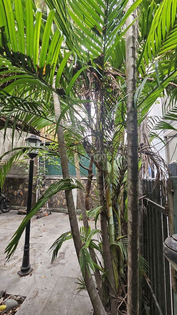 Chính chủ cần bán gấp căn biệt thự 3 mặt tiền Thanh Xuân - Ảnh 2