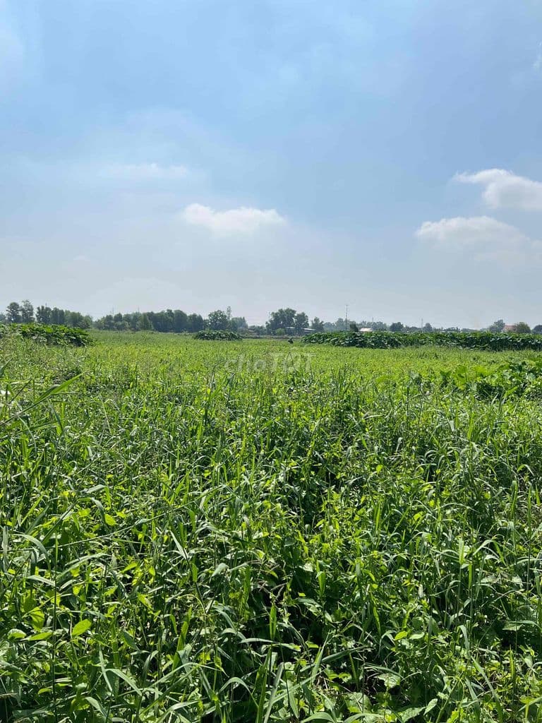 Bán đất đường Bầu Trâm, huyện Củ Chi, giá 970 ngàn/m2, dt: 1443,9 m2 - Ảnh 2