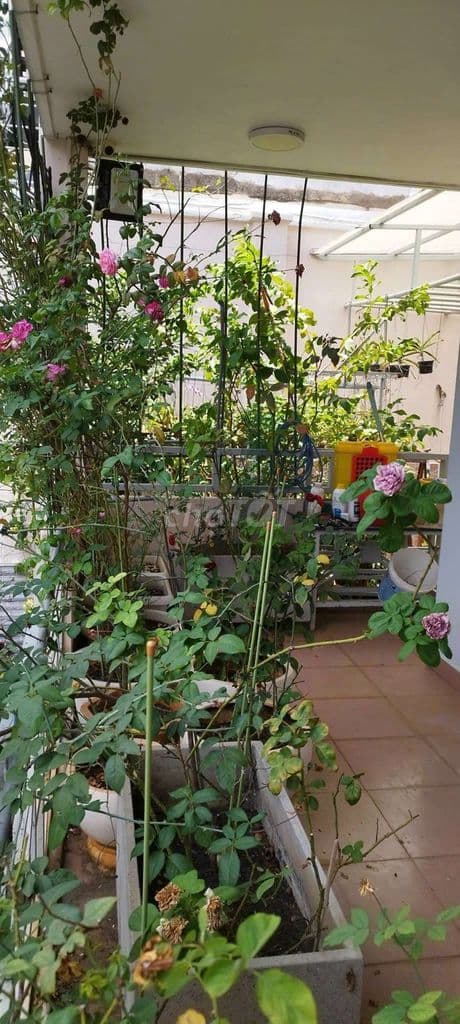 SIÊU PHẨM TÂN BÌNH - 10*20 - GIÁ 52 tỷ - Ảnh 2