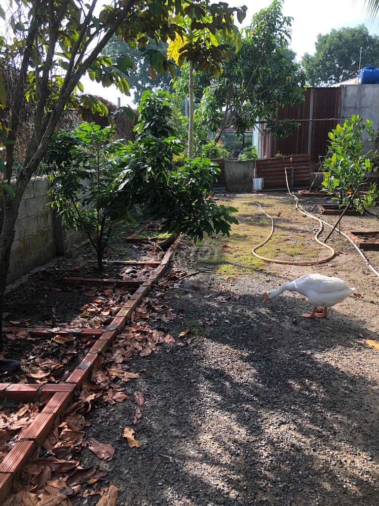 Bán lô đất nhà vườn Xã Tân An Hội Củ Chi Tphcm - Ảnh 3