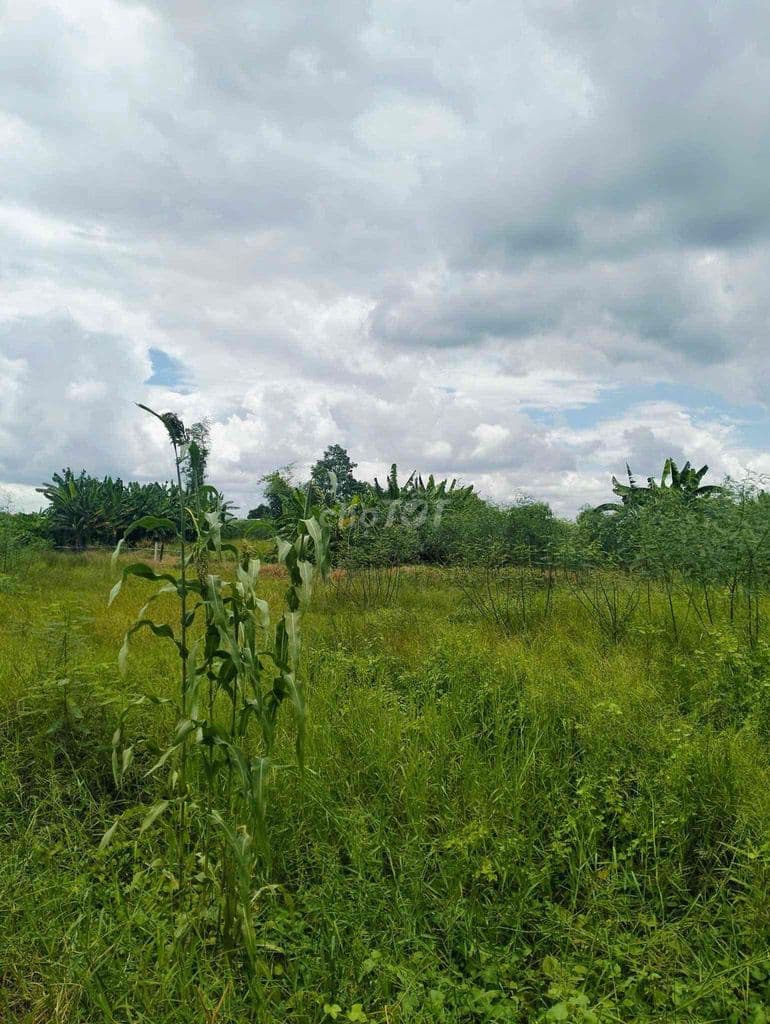 Bán đất 9500m2 giá rẻ 2tr/m2 xã Hưng Long - Ảnh 3