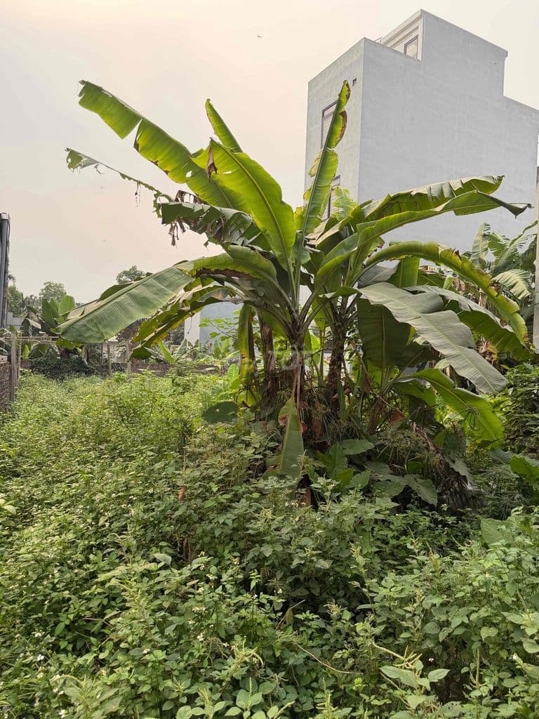 Cầu Mai Lĩnh - Biên Giang - Chương Mỹ - Ảnh 2