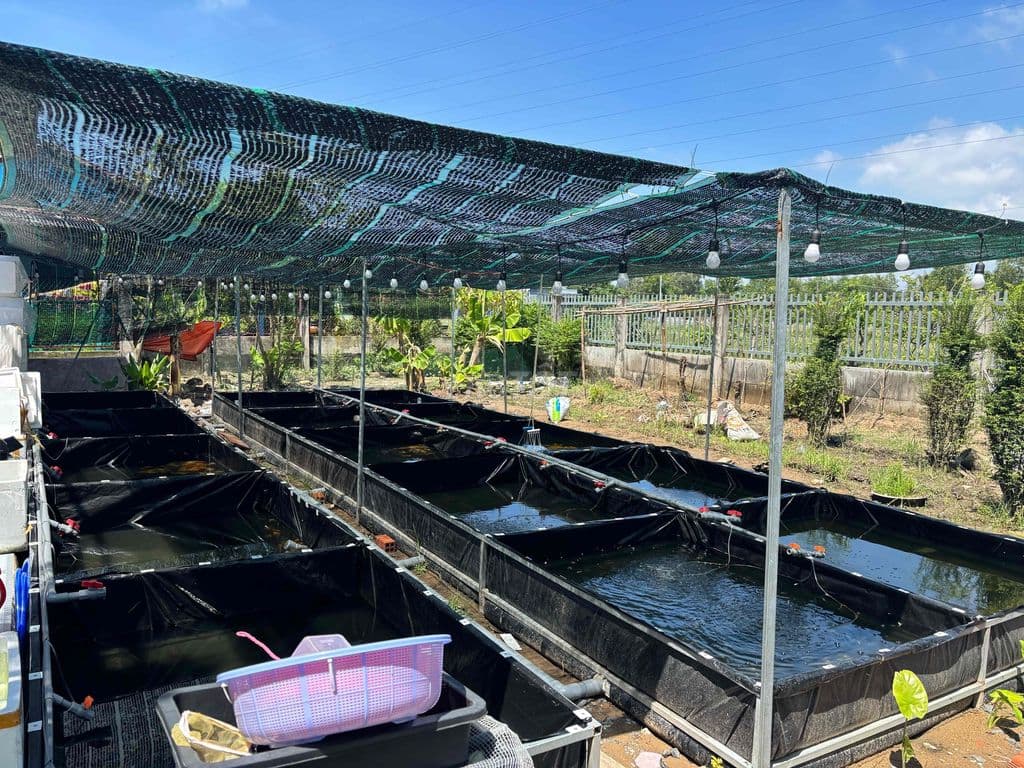 Bán Nhà vườn có dòng tiền 18tr/tháng - Ảnh 3