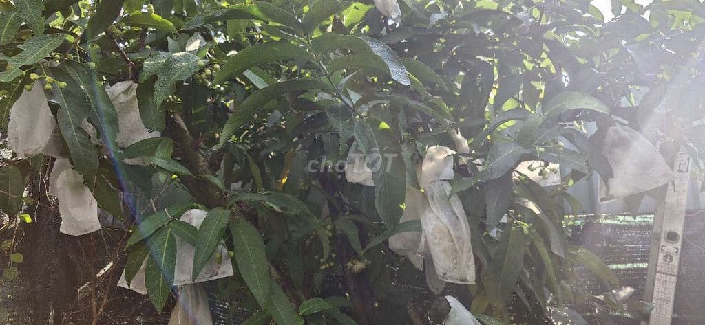 Nhà vườn 2 MT,Chợ Bà Chồi cần bán. - Ảnh 3