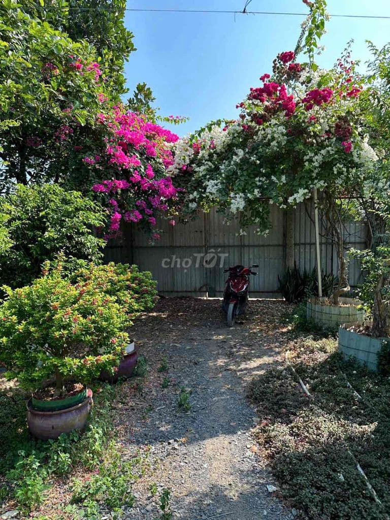 Đất Vườn 2000m xã Tân Nhựt - Ảnh 2