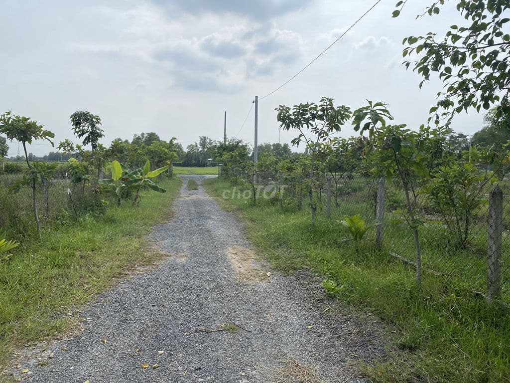 Bán đất thổ vườn 1119m Hồ Văn Tắng, Tân Phú Trung, Củ Chi - Ảnh 2