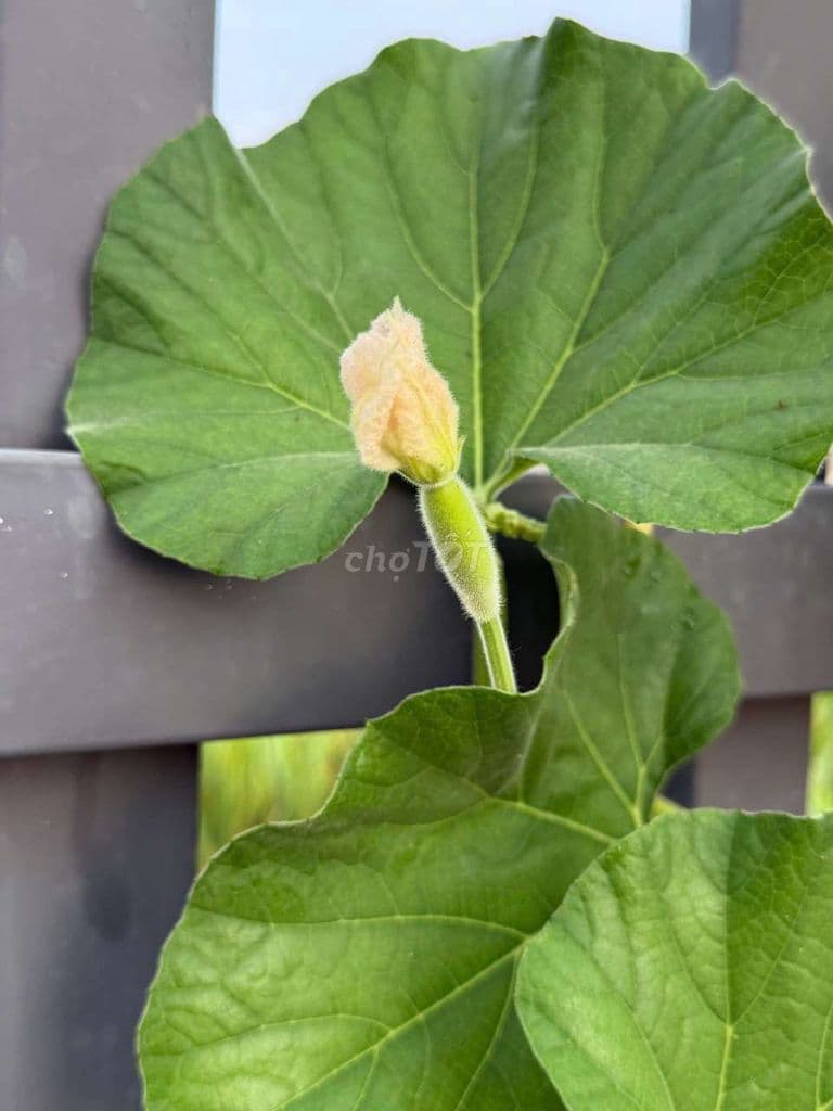 Nhà dt: 3,2x10m,1 trệt, 1 lầu ,đường Huỳnh Khương An ,phường An Nhơn . - Ảnh 3