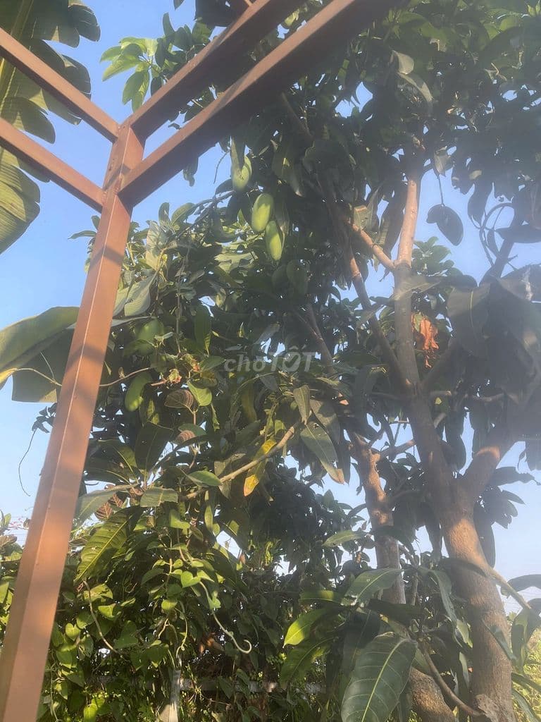 🌿 BÁN ĐẤT NHÀ VƯỜN 500m² – BÌNH MỸ, CỦ CHI 🌿 - Ảnh 3