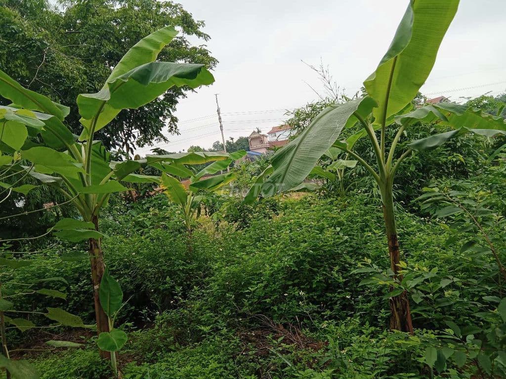 Cho thuê đất làm nhà kính, Vườn ươm, Dự án giáo dục