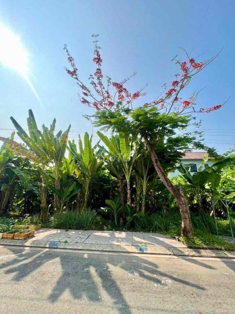 BÁN NỀN C07 - SẠCH ĐẸP KDC THỊNH VƯỢNG TAM ĐA - 3.2 TỶ/62M2 - Ảnh 3