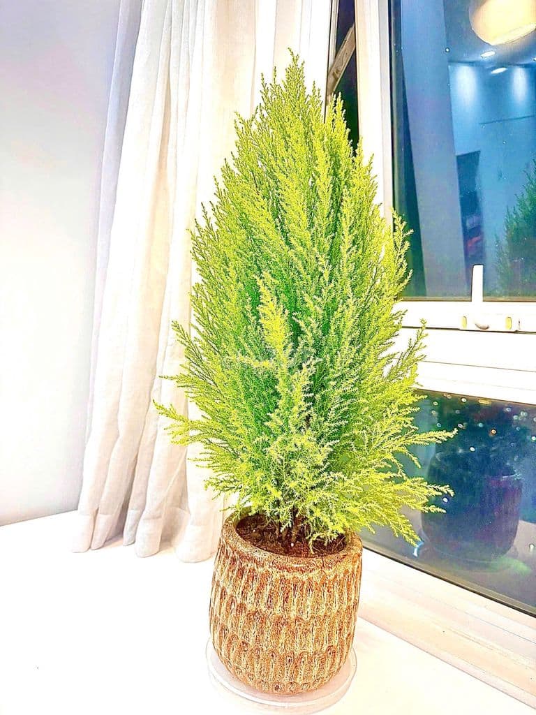 Bán chung cư Ecolife Capitol studio - 37 m2- ô tô- 2,6 tỷ - Ảnh 3