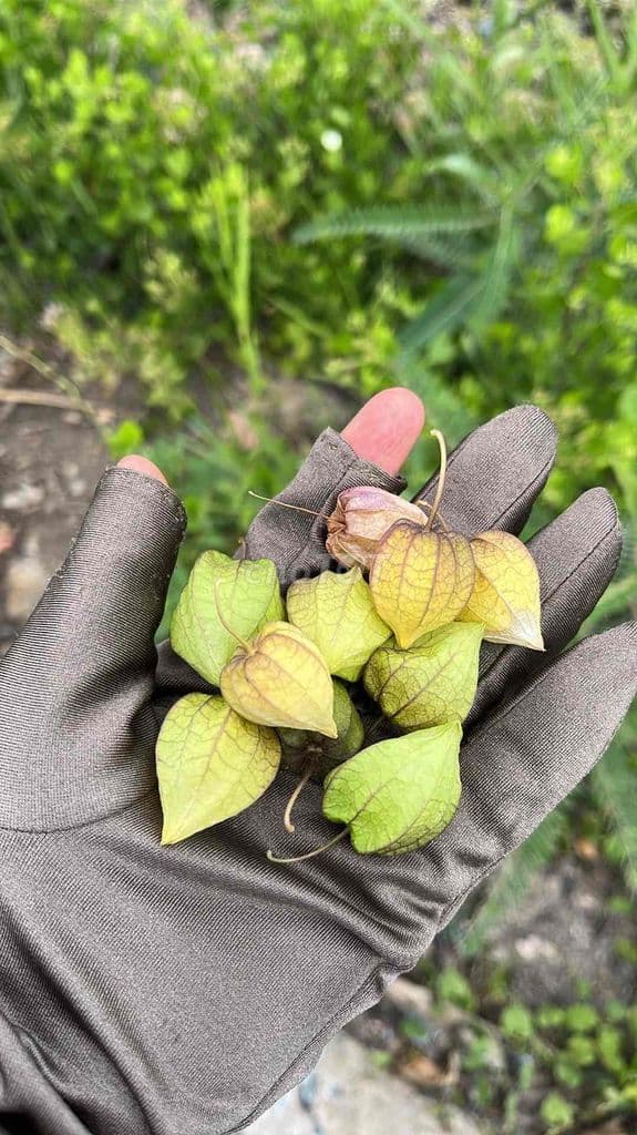 BÁN 108M2 ĐÁT THỔ CƯ-HXH GẦN CHỢ BÌNH CHÁNH - Ảnh 3