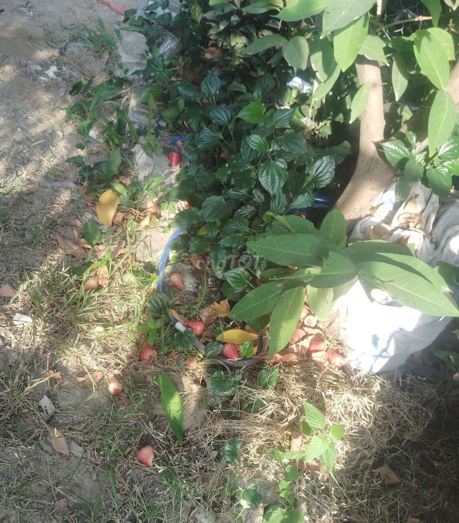 Đất thổ cư có nhà tôn,vườn cây mát mẻ