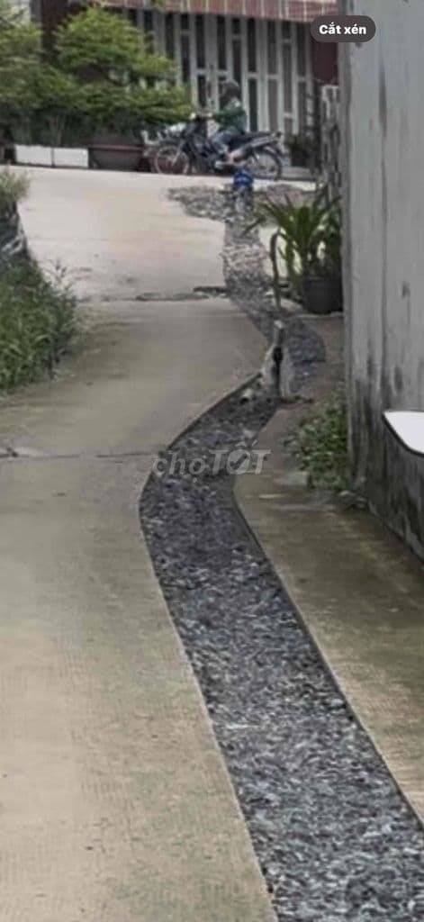 Bấn gấp đất ở bình chánh 282m vuông 12 tỷ - Ảnh 3