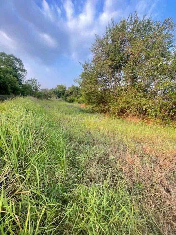 Chủ Bễ Nợ Bán 627m2 Đất Lúa Xã Tân Quý Tây