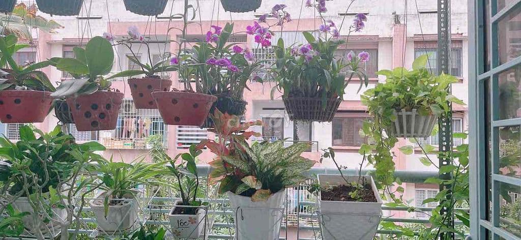 CC Sát Aeon TP- Sổ Lâu dài- 72m - 2ty8 Bớt Lộc - Ảnh 2