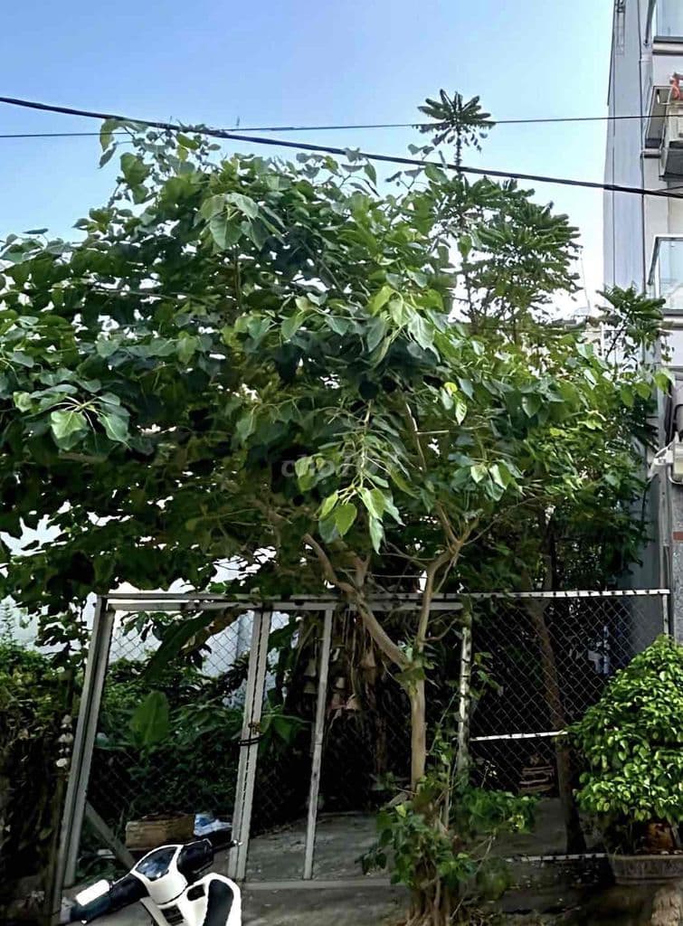 BÁN ĐẤT MT RA HOÀNG QUỐC VIỆT NGANG 5x16m KDC ĐỒNG BỘ GIẢM GIÁ 8,6TỶ - Ảnh 3