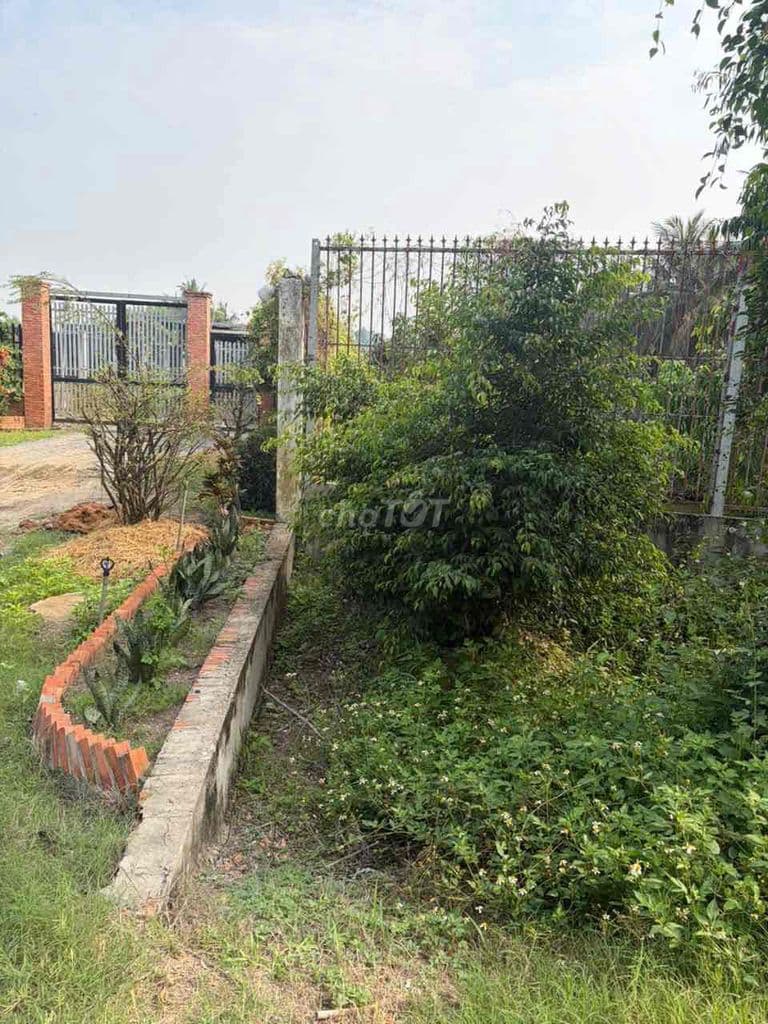 Cần tiền bán mảnh đất vườn Tân Nhựt, 2 mặt tiền, sát nhà dân khu đông - Ảnh 3