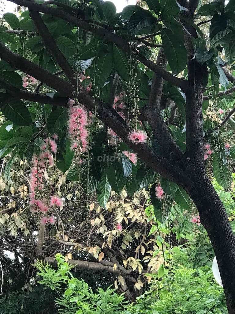 Chính chủ - Bán nhà tại Hoài Đức