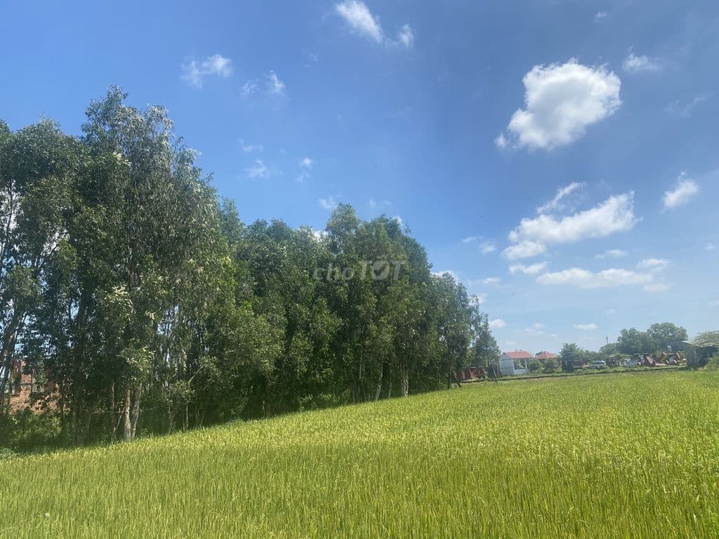 🚨CHÍNH CHỦ SANG NHƯỢNG ĐẤT NÔNG NGHIỆP 1.000m² XÃ VĨNH LỘC – TP. HCM - Ảnh 3