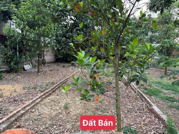 bán đất Bắc Thượng - Nội Bài - 120m2 thổ cư - Ảnh 2