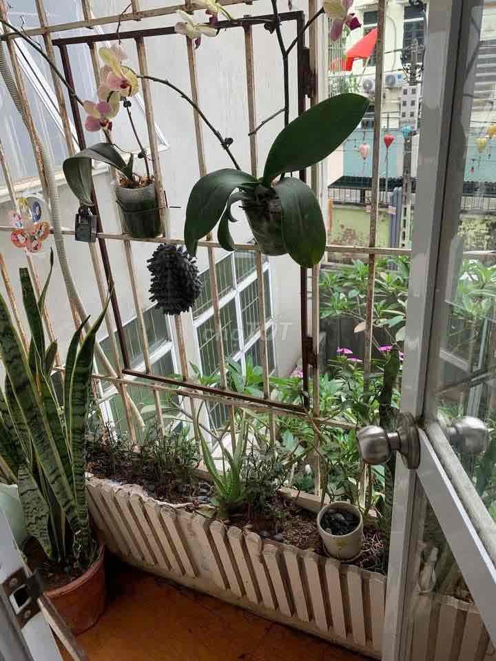 Bán căn hộ chung cư mini tại 237 La phù - Ảnh 2