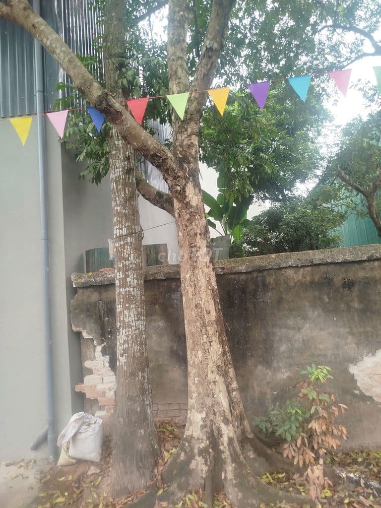 Bán 75,6m² đất thổ cư sổ đỏ Phụng Châu, Chương Mỹ - Ảnh 2