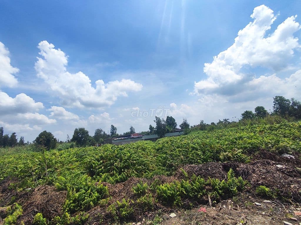 Chính chủ đất Dân Cư XD Mới 50x48m (2.438m2), 1/ An Hạ Cách TL10 500m - Ảnh 2