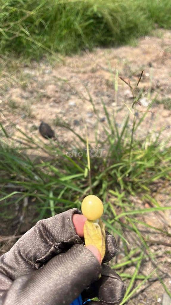 BÁN ĐẤT MẶT TIỀN GẦN DI TÍCH LÁNG LE BÀU CÒ-BÌNH CHÁNH - Ảnh 2