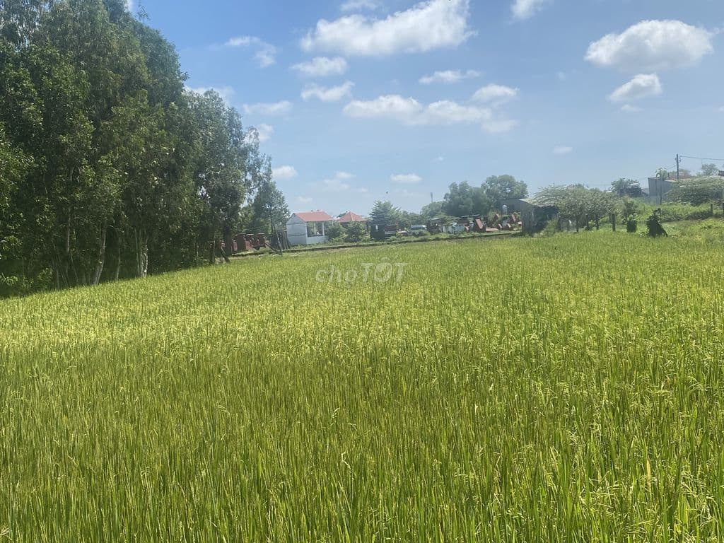 🚨CHÍNH CHỦ SANG NHƯỢNG ĐẤT NÔNG NGHIỆP 1.000m² XÃ VĨNH LỘC – TP. HCM