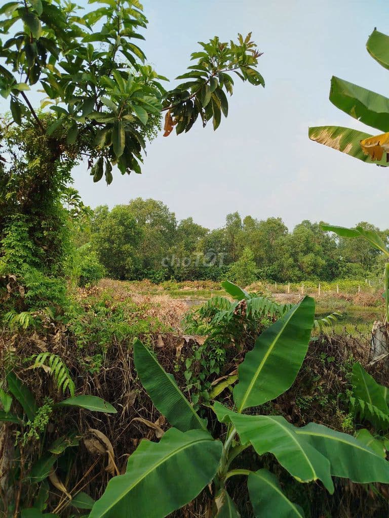Bán đất thổ vườn 1119m Hồ Văn Tắng, Tân Phú Trung, Củ Chi - Ảnh 3