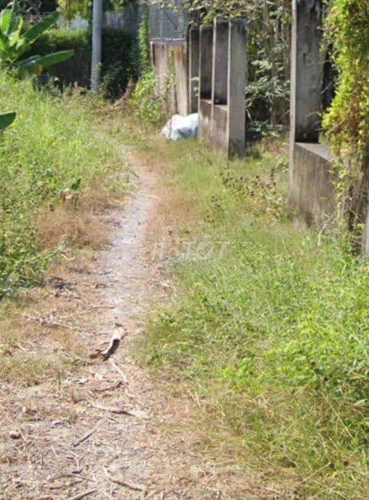 Bán đất vườn 1000m2, đường ô tô, xã Đa Phước, Bình Chánh - Ảnh 3