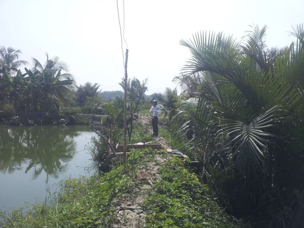 1000m đất Bình Hưng, Bình Chánh - Ảnh 2