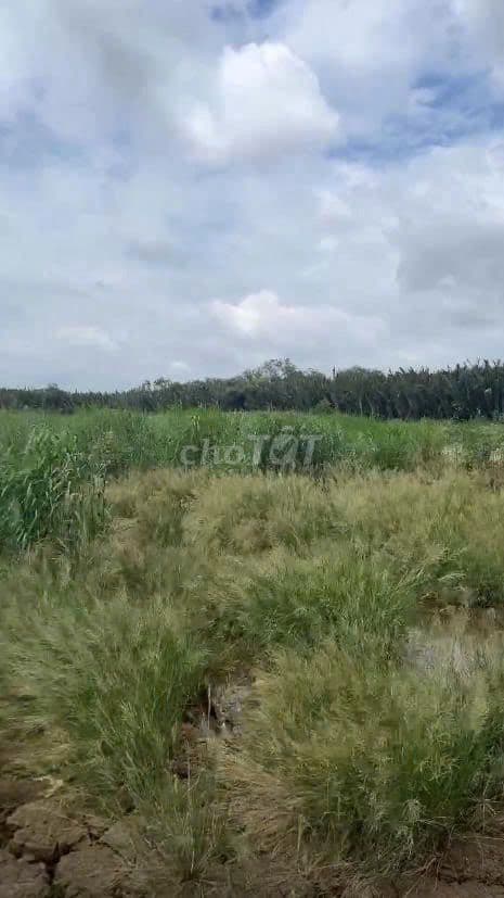 BÁN ĐẤT BỜ SÔNG – CẦN GIỜ - AN THỚI ĐÔNG -HỒ CHÍ MINH. - Ảnh 2