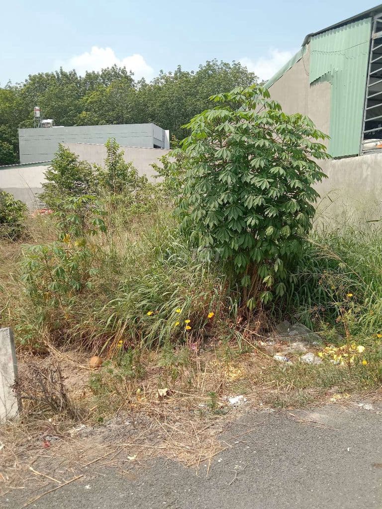 BÁN ĐẤT THỔ CƯ 1 ĐƯỜNG LÝ THỊ CHỪNG - Ảnh 3